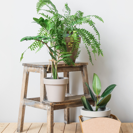 Collection image for: Plant Stands