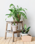 Plant Stands